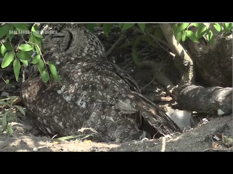 Wild Earth ~ Spotted Eagle Owl Day 8 ~ Development Of Mesophile Feathers! 💕😊 11.9.20