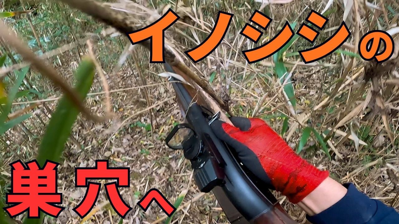 猟犬シノブの吠える声が！！！イノシシの巣穴へ潜入した結果…【有害鳥獣駆除】