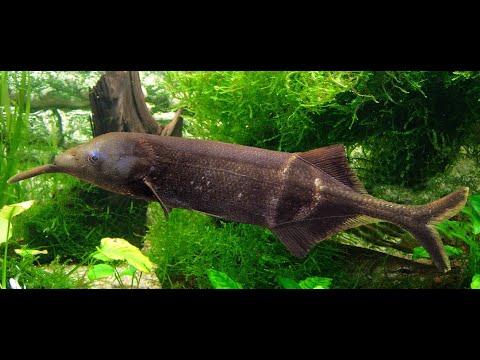 Un poisson-éléphant, ça trompe énormément !