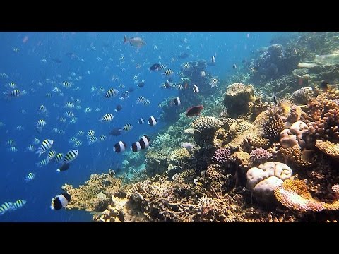 Snorkeling Angsana Ihuru House Reef Maldives