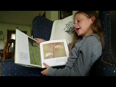 Wonderful Pussy Willows