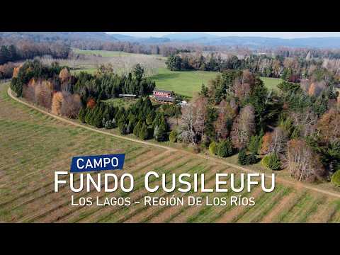 Campo en Los Lagos, Fundo Cusileufu – Región de Los Ríos