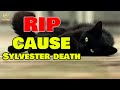 The Cause Sylvester Cat Passed Away, Sylvester The Talking Cat Of Steve Cash has passed away