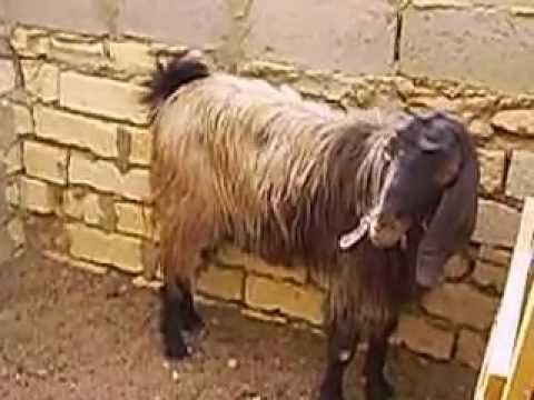 , title : 'Shami Goats (Buck) Ain Musa Egypt'