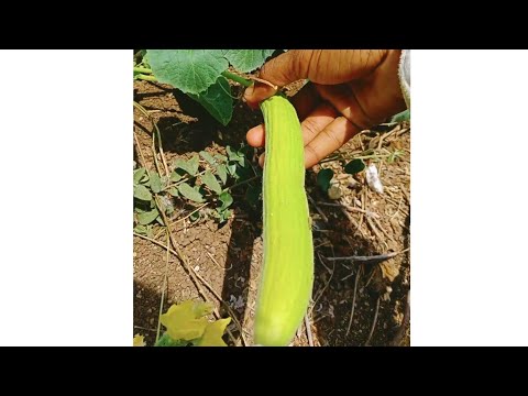 Survival in forest:I found cucumber in forest_ spicy delicious for lunch #cook #foodmyvillage