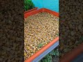 How We Grow Hydroponic Fodder For Our Cows From Maize And Wheat Agriculture Hydroponics Fodder