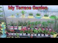 Rooftop Garden Overview December Garden 2022 Terrace Garden Overview Gardening With Anoop