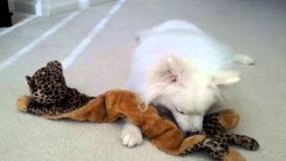 Ruckus the American Eskimo and his New Cheetah Toy