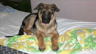 This Is My Life Kim Larsen   (My Dog O`Mally) Joakim L