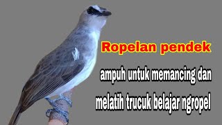 Download lagu Ropelan burung trucuk pendek pendek untuk melatih dan memancing trucuk belajar ngoropel mp3