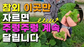 참외 곁순제거 순치기 이렇게 해주면 달고 맛있는 참외가 주렁주렁 끝도없이 달립니다. - Oriental me…