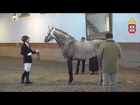 230128 6 Noviço do Pilar - Aprovação de Garanhões