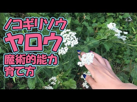 ノコギリソウ茶の効果と応用のすべて 植物