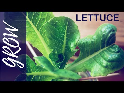 , title : 'GROW lettuce at home | How to grow lettuce at home'