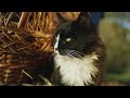 Cat Funny Video Viral Animal Comedy Cute Animal Reels