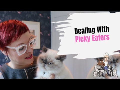 Episode 43: Dealing With Picky Eaters - The Cat Edition