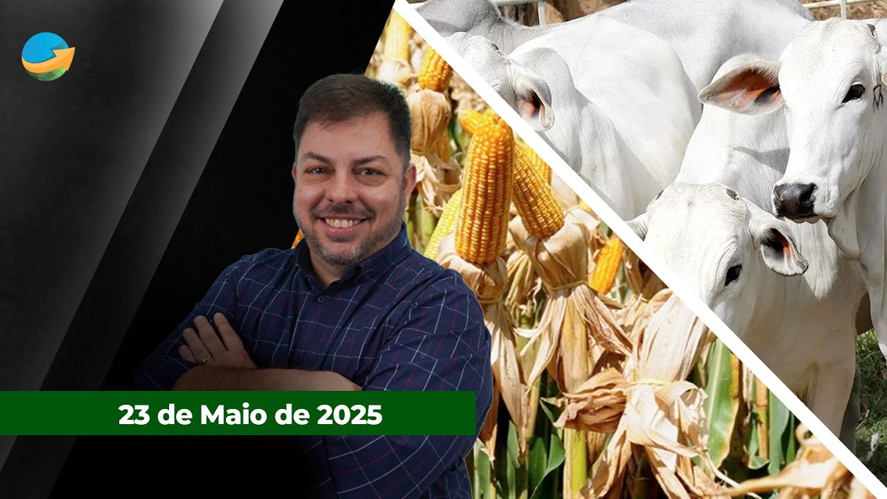 Frigoríficos devem  testar o suporte dos R$300 para arroba em SP; Produção recorde e início da co...