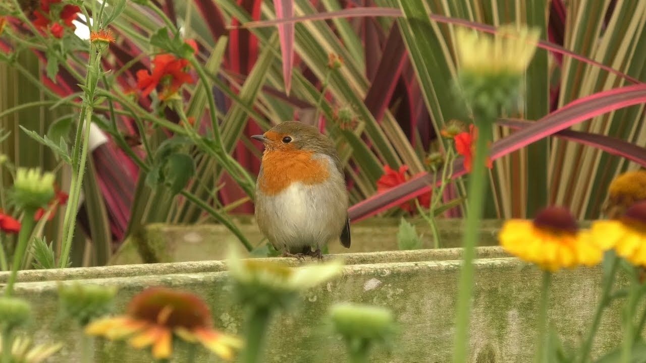 Find Out Why September Is The Best Time To Plant Bulbs Ready For A spring Bloom