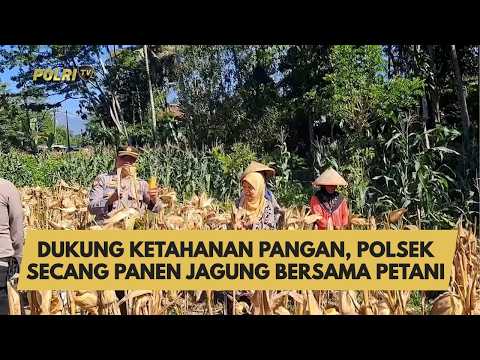 DUKUNG KETAHANAN PANGAN, POLSEK SECANG PANEN JAGUNG BERSAMA PETANI
