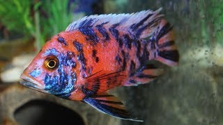 Evil Fish! Stopping Aggression In Your Aquarium! Fish Fighting!