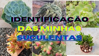 Identificação das minhas suculentas