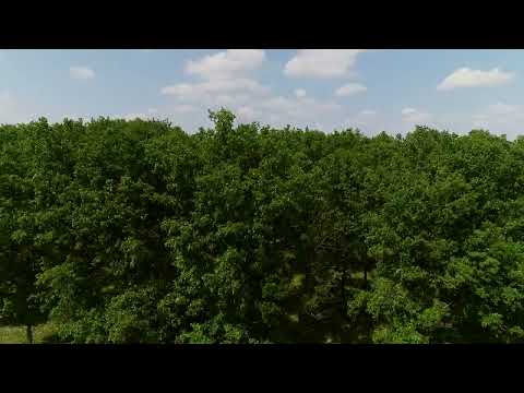 Una dintre cele mai mari suprafete impadurite din Dolj