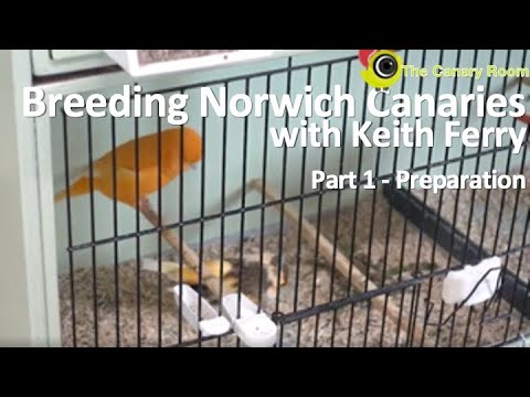 Breeding Norwich Canaries with Keith Ferry - Part 1 Preparation for Breeding