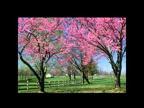Video thumbnail for Phaedra’s Meadow