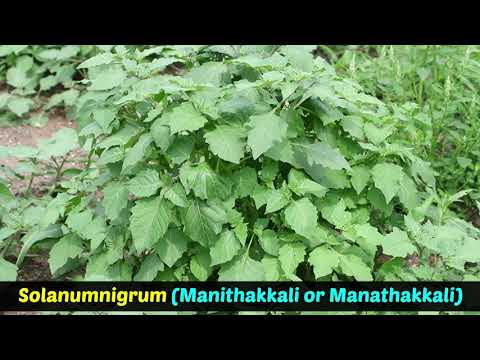 Solanum Nigrum Extract - Makoi Extract