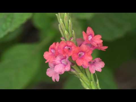 download lagu mp3 mp4 Stachytarpheta, download lagu Stachytarpheta gratis, unduh video klip Stachytarpheta