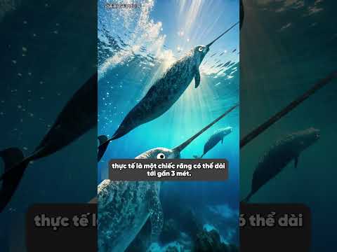 Cái giá của sự tiến hóa vượt trội ở động vật | Chokie Subber #hoathinhtrungquoc #animation