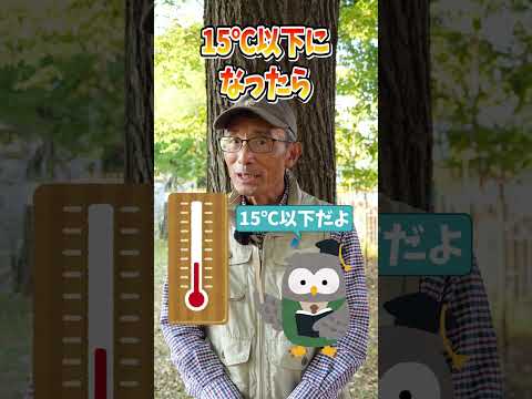 寒さに耐える野菜はどれですか 長時間暴露するとでんぷんが変化し 砂糖が甘くなります