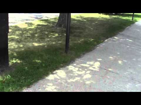 2013 08 28 Robin Hooding Keene x012