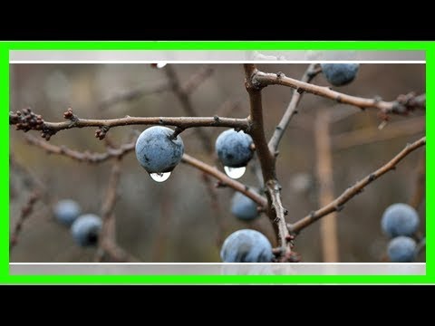 Schlehenmarmelade: Ein Rezept für die besondere Marmelade