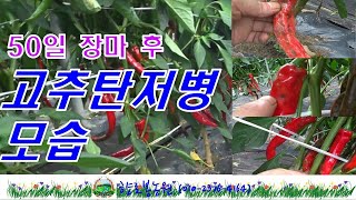 고추탄저병 모습 - 60일 장마후 탄저병방제해야~~