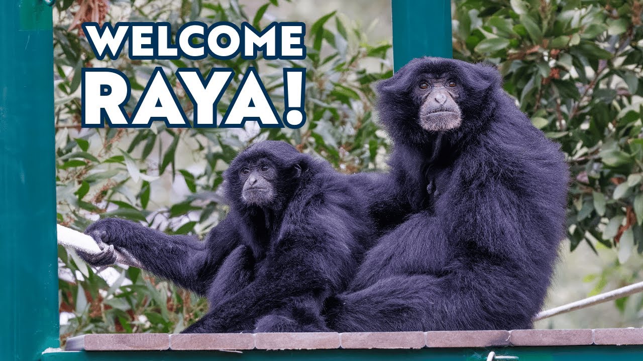  Welcome Raya to Siamang Island!