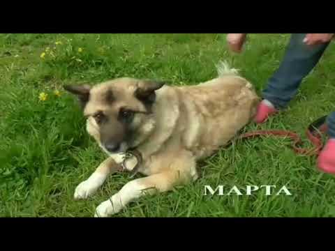 Дари добро помощь бездомным животным г. Киров