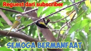 Download lagu Suara Cuitan Kolibri Manggar Kombinasi Prenjak Lumut Untuk Pikat mp3