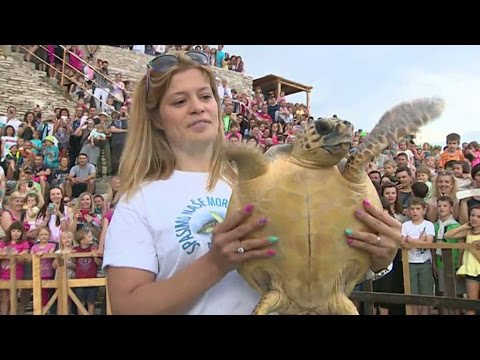 Se sköldpaddorna släppas ut i det fria - Nyheterna (TV4)