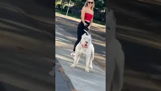 Pitbull blanco 🤭😻😻😻😻😻😻