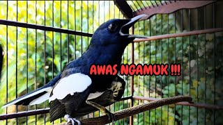 Download lagu suara BURUNG kacer GACOR ngeplong KONSLET Tarung ini Paling Ampuh buat PANCINGAN KACER agar EMOSI mp3