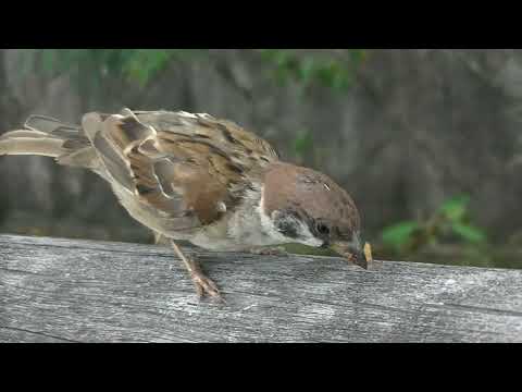 水上橋に虫餌を貰いに来る ハラクロ君 20221004pm 10（天満宮）