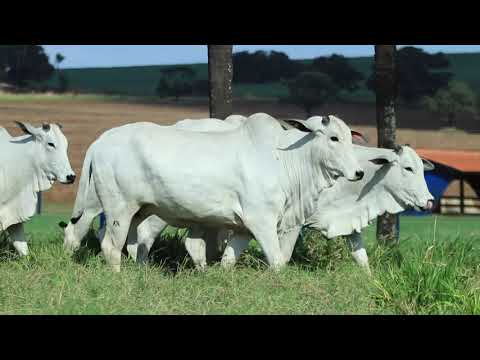 LOTE 17   MATA B7805,B9443,C403, MATJ 71