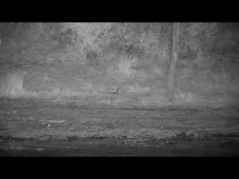 Djuma: Large-spotted Genet on the hunt - 20:37 - 07/14/21