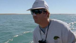 Documentary   National Geographic   100 Years   Vol 022   Dolphins, The Wild Side