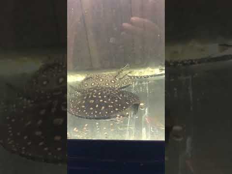 Hybrid stingray helps feed peacock bass