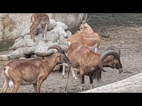 Wild Deer and Turkeys in the Forest -