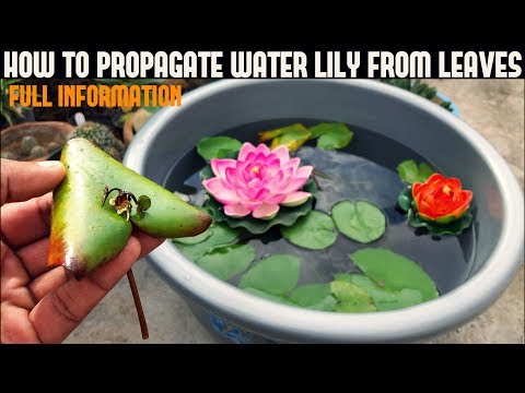 download lagu mp3 mp4 Water Lily Leaves, download lagu Water Lily Leaves gratis, unduh video klip Water Lily Leaves