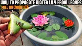 How To Grow Water Lily From Leaf ( WITH UPDATES )