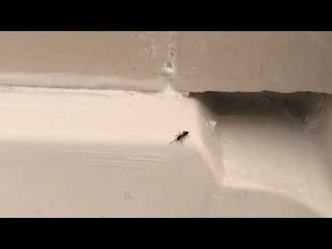 Gap in the Shower Door is Full of Ants in Freehold, NJ